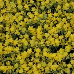 8d508d99afd9d824fdcc7549b44bca49-1.jpg