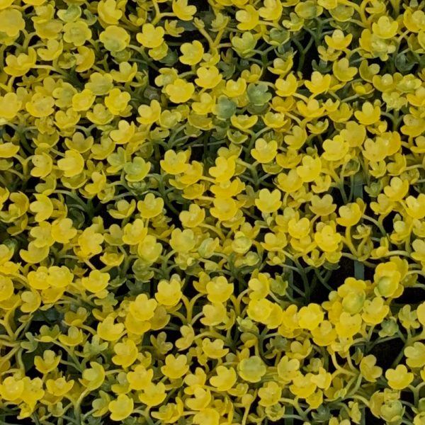 8d508d99afd9d824fdcc7549b44bca49-1.jpg