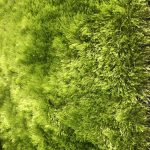 Shaggy spk12l 8×11 closeup